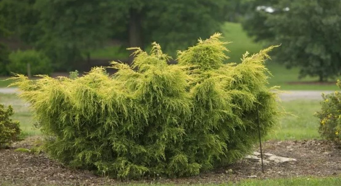 Можжевельник китайский Куривао Голд