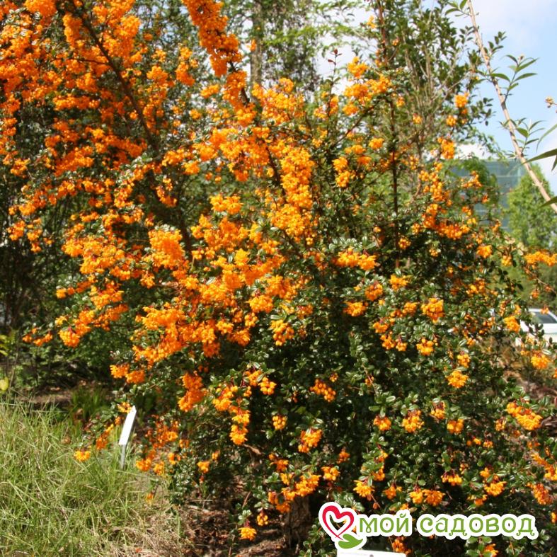 Барбарис "Дарвина"