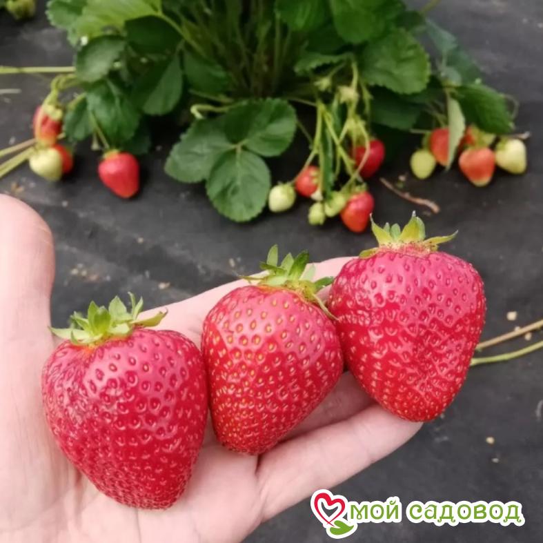 Клубника Надежда ЗКС С1