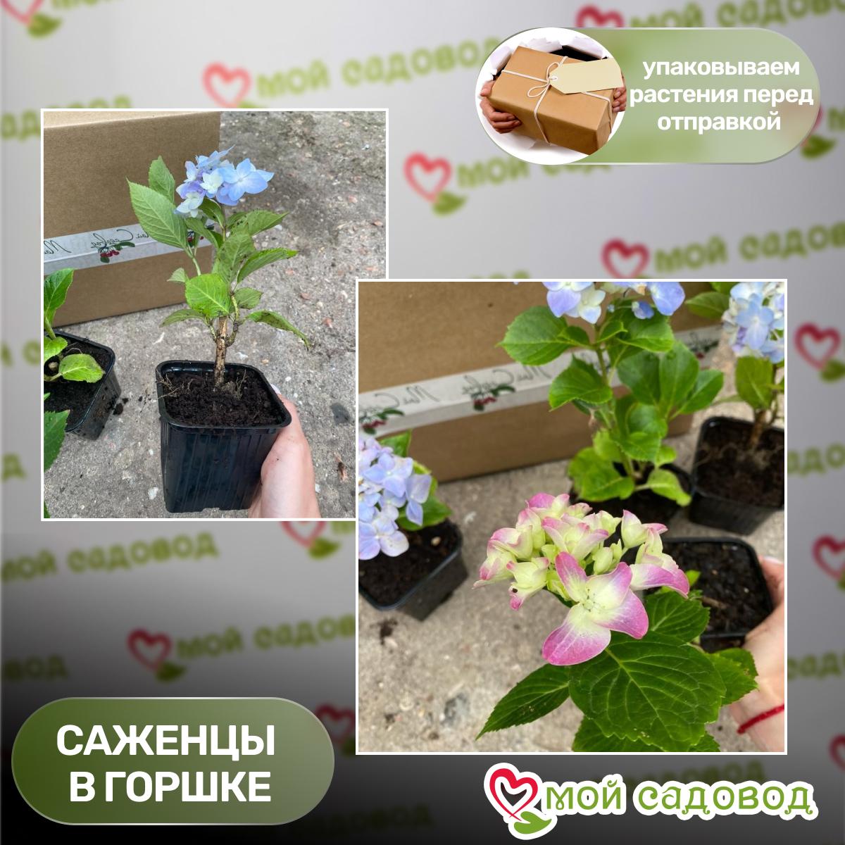 Гортензия крупнолистная Блаумайзе ЗКС