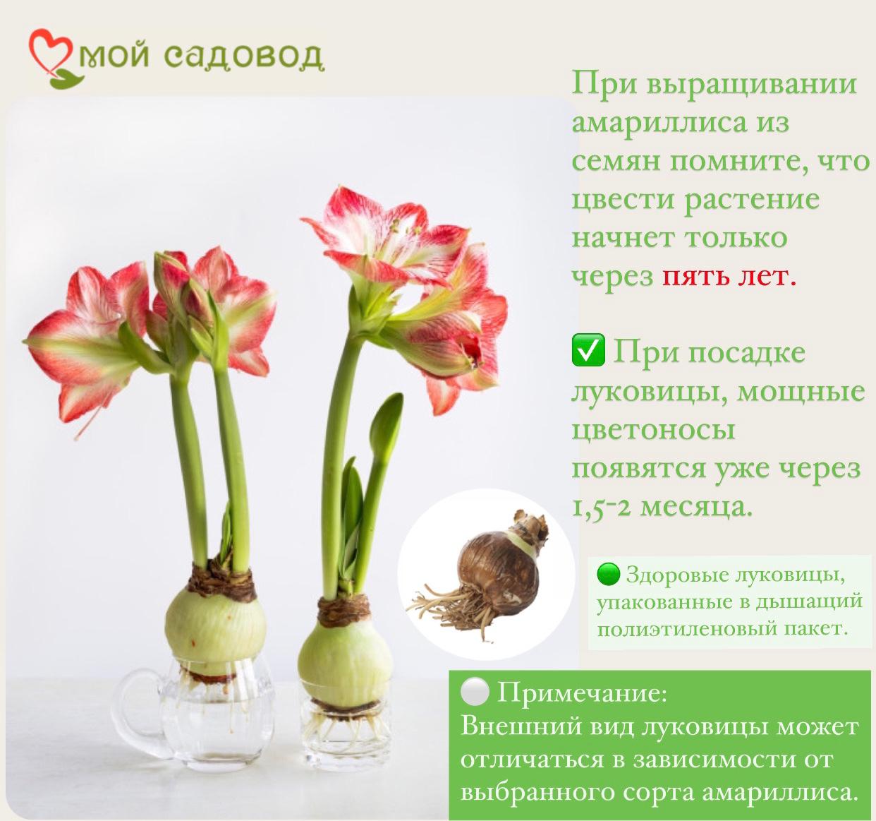 АМАРИЛЛИС АНТАРКТИКА