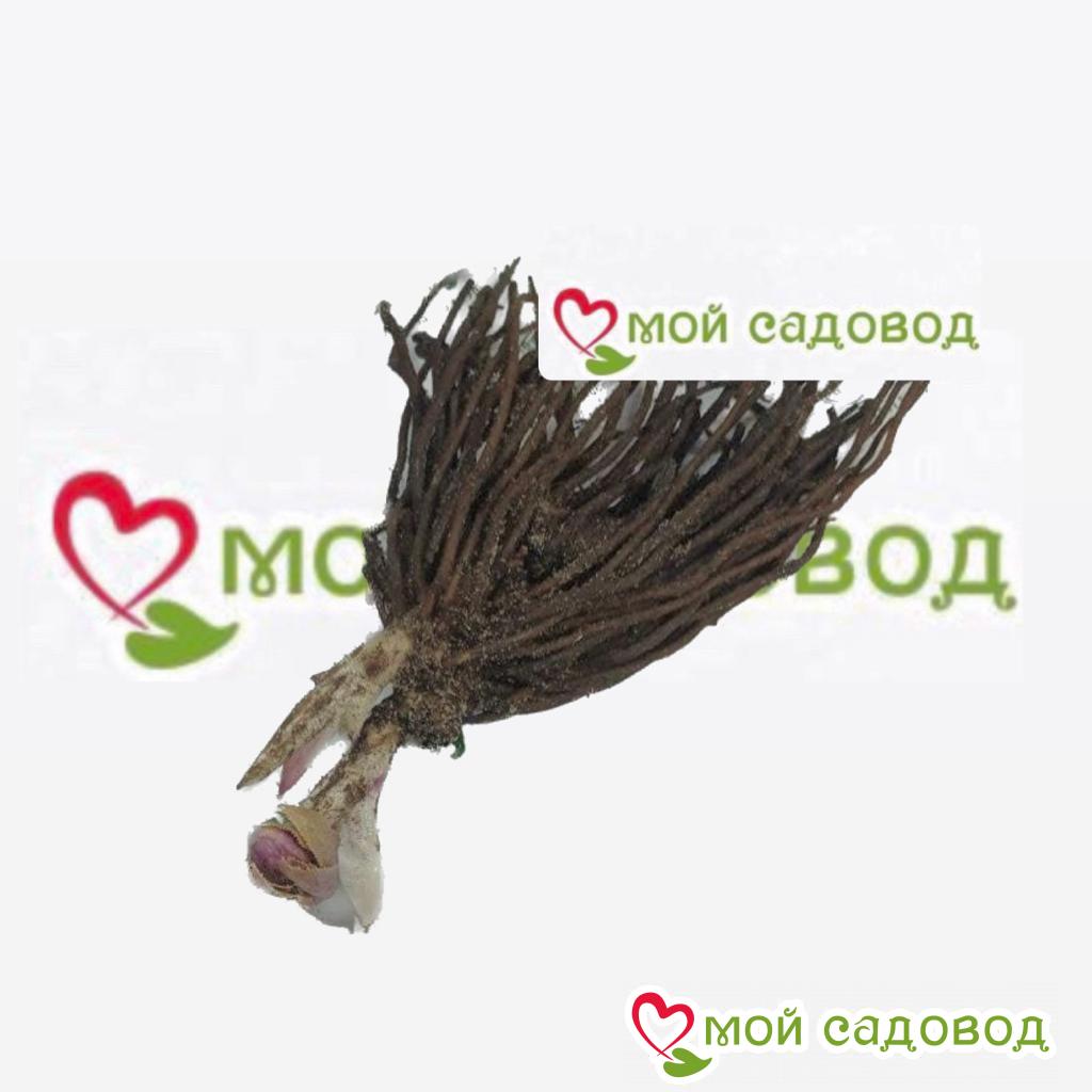 Хоста Блис Софт